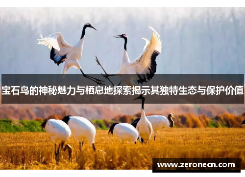 宝石鸟的神秘魅力与栖息地探索揭示其独特生态与保护价值